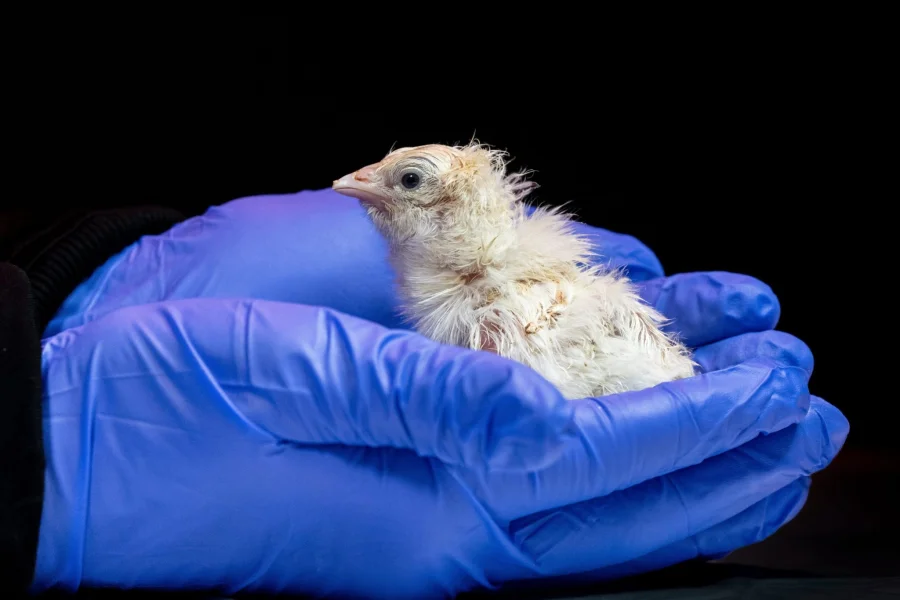 Jurassic Park isn’t just a movie anymore as de-extinction startup hatches live chicks