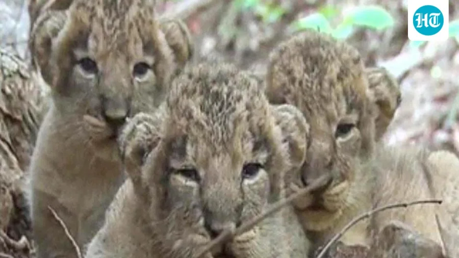 Eight lion cubs die in Gir in a week; Gujarat govt steps up preventive measures