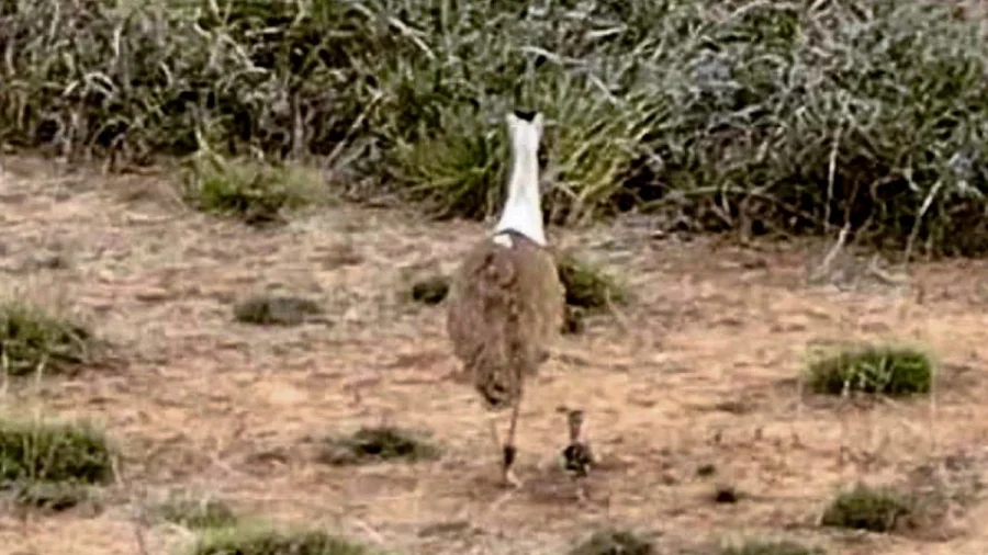 Ramesh recalls how a newspaper photo helped save Great Indian Bustard