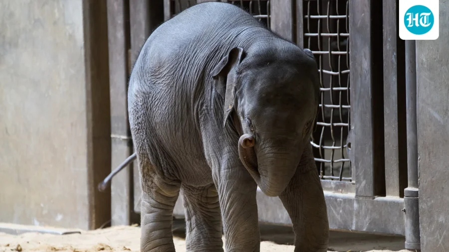 Wild elephant calf falls into well in Kerala's Pathanamthitta, rescue operation underway