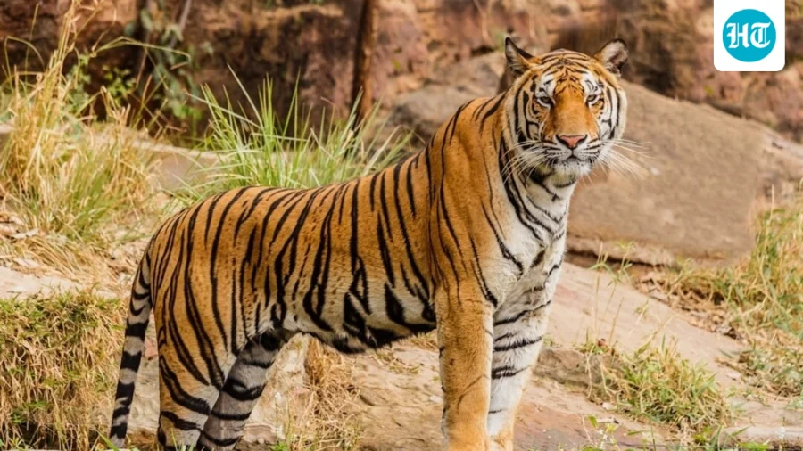 Andhra intensifies search for elusive royal bengal tiger ‘Explorer’, livestock attacks