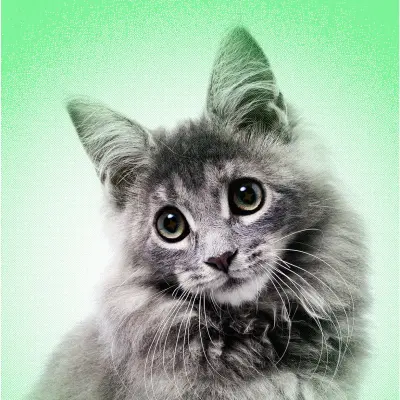 AI Slop Is Ruining Cute Animals on the Internet