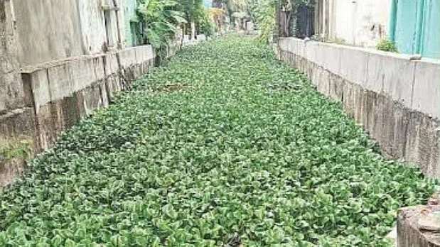 Chennai’s hyacinth-choked Vyasarpadi canal raises flood fears