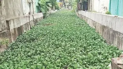 Chennai’s hyacinth-choked Vyasarpadi canal raises flood fears