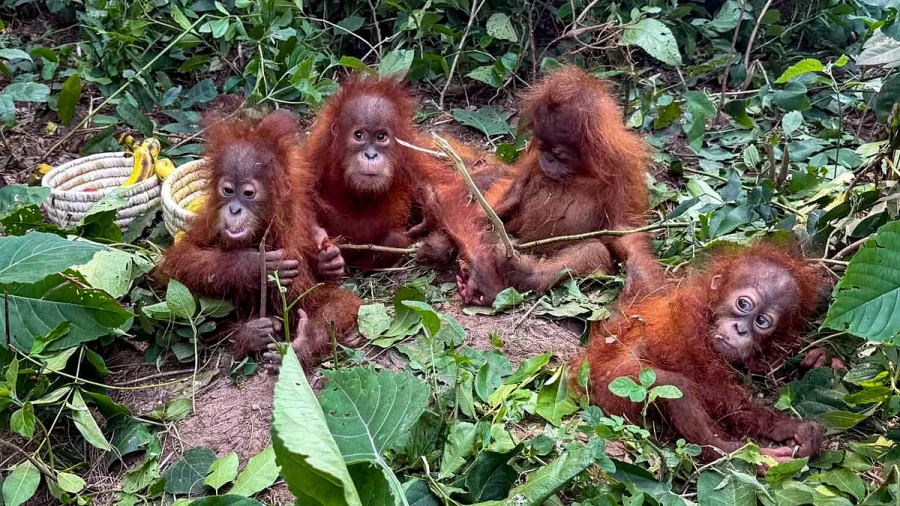 Relaxed to anxious to playful: Rescued baby orangutans show range of emotions at Odisha zoo