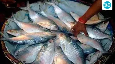 Bangladesh stops importing Hilsa from India; Dhaka may not export fish to India