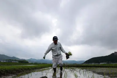 How Japan went from a rice shortage to a rice surplus in two years, as climate change, tourism, and a U.S. trade fight collided